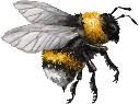 A bee