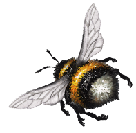 A bee