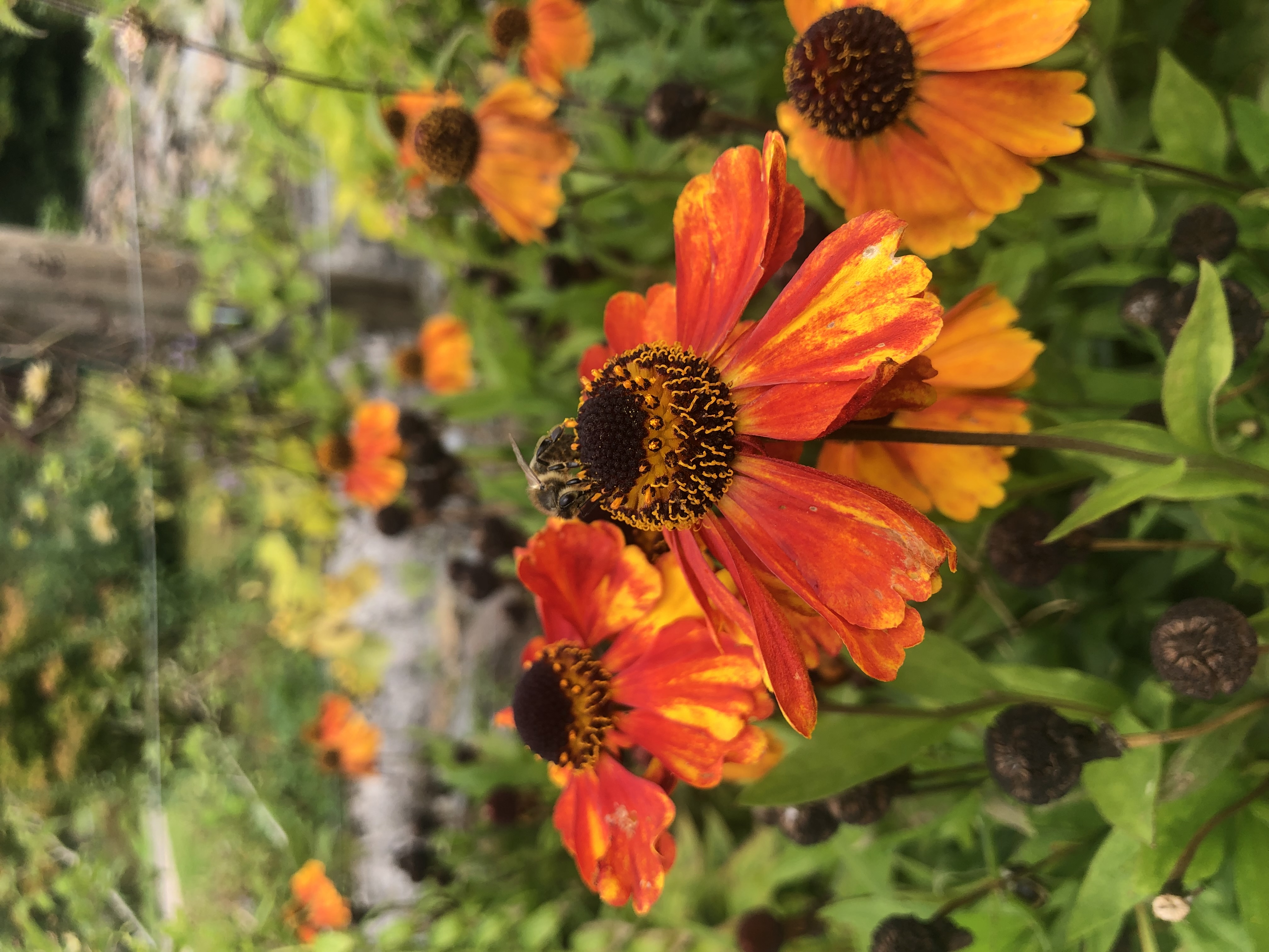 A field of flowers